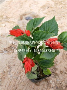 青州一串红,专业的一串红提供商,当属奥澜花卉苗木