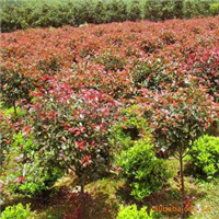 湖南长沙顺缘花卉苗圃