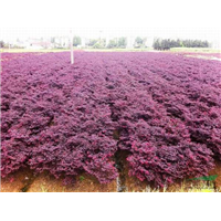 彩叶扶桑-漳浦花卉苗木|漳浦苗木基地