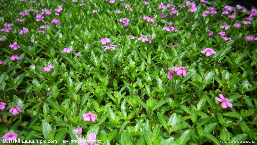 花卉苗木摄影图__花草_生物世界_摄影图库