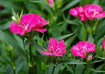 宿根草花 ,青州祥季花卉苗木