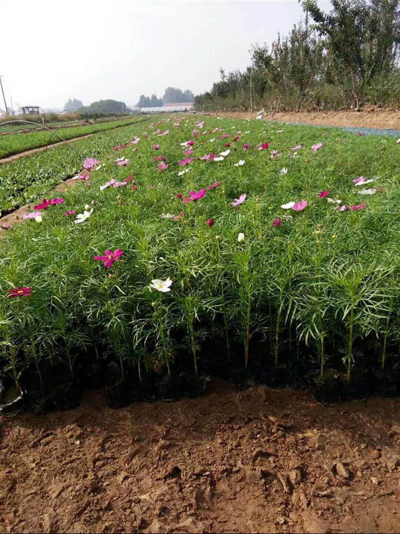 营养杯苗时令草花万寿菊批发基地 青州向阳花卉苗木