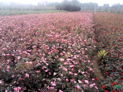 沭阳县鑫凯花卉苗木场