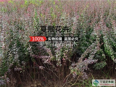 【红叶小檗苗苗圃直销 红叶小檗小苗批发 包成活 货源足 量大优惠 规格齐供应|夏熙花卉苗木