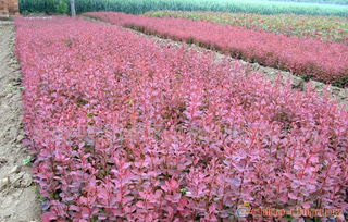 水生植物 睡莲 又名 子午莲 花卉苗木 花木