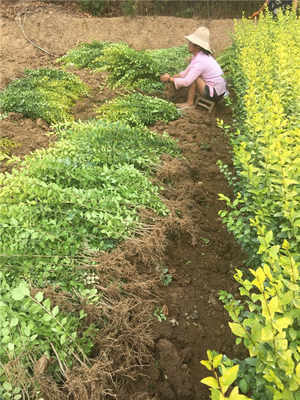 花木 汝阳金叶女贞苗木种植万亩基地