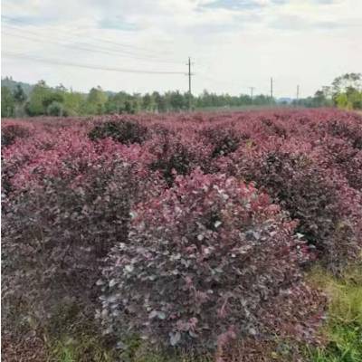 湖南长沙红花继木球苗木基地 庭院花卉红继木毛球价格