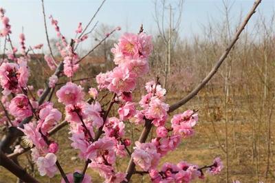 泰安市岱岳区山口镇岱下花卉苗木中心