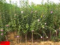 紫薇 花灌木 产品图片 定州双英苗圃场 供应各种绿化苗木、花卉及种籽