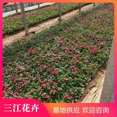 雏菊小苗基地 色彩明媚素净 观赏效果较好 三江花卉苗木