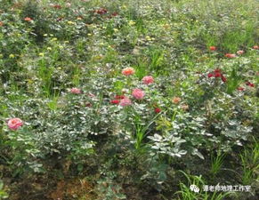 全国花卉苗木种植区域分布 附考点设计